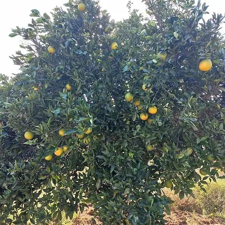 Harika Mustakil * מנבגט